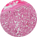 Bulbourethral Gland